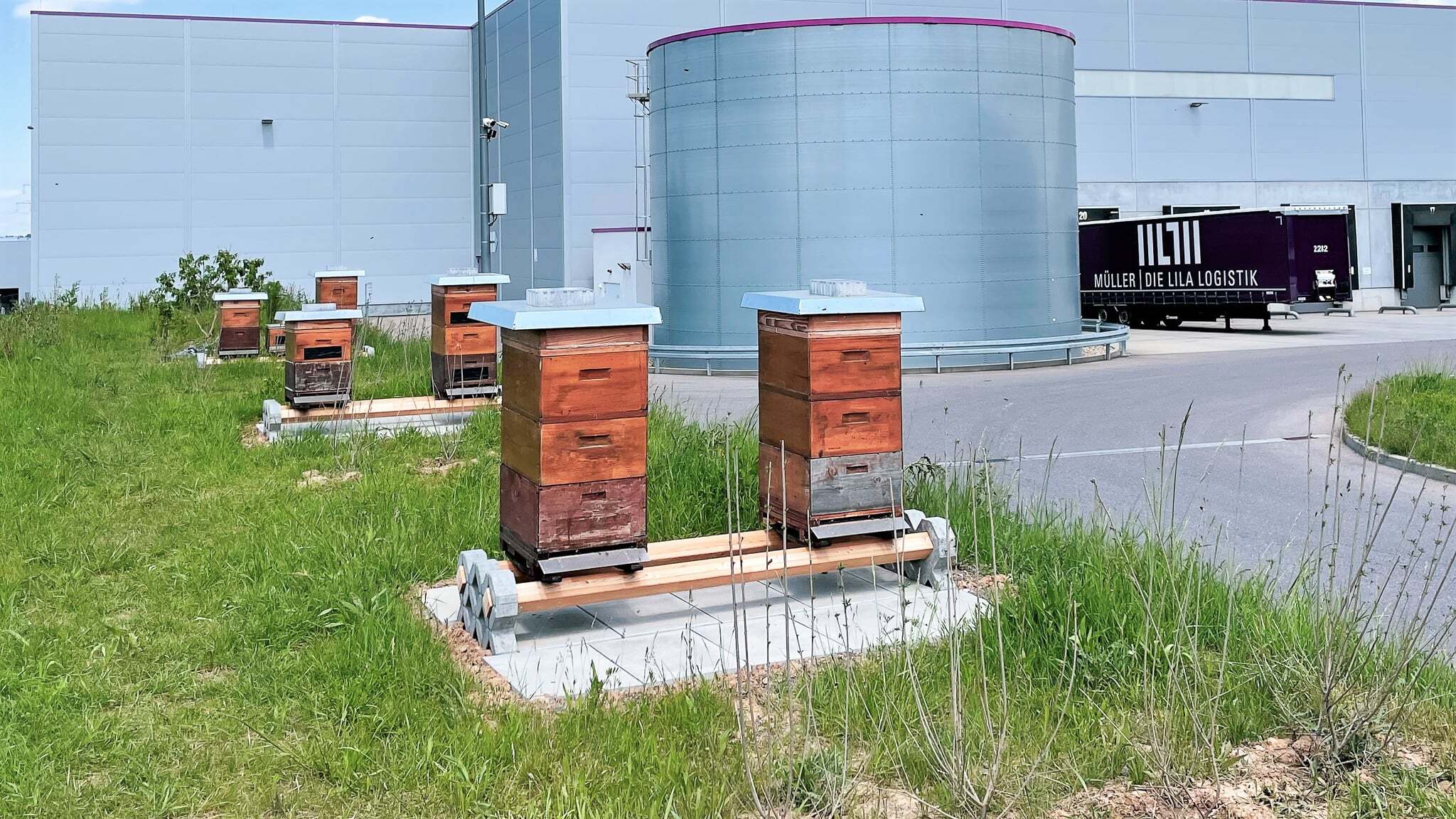 LILA-Bienen in Besigheim