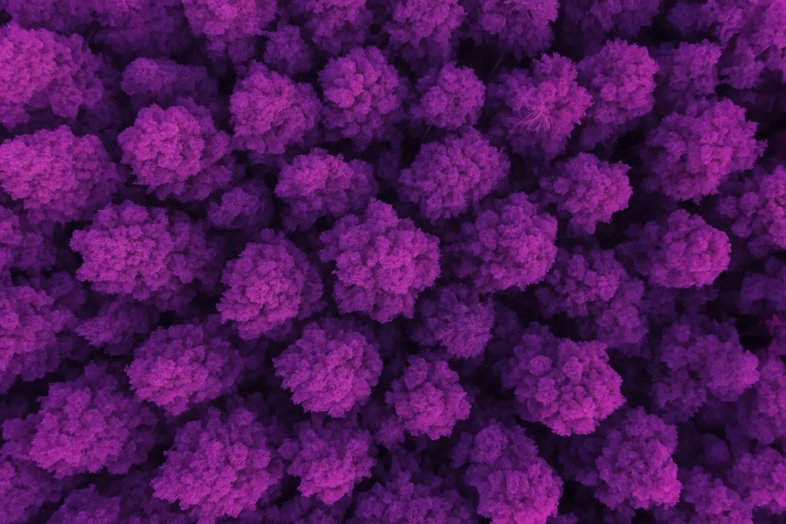 parallax image